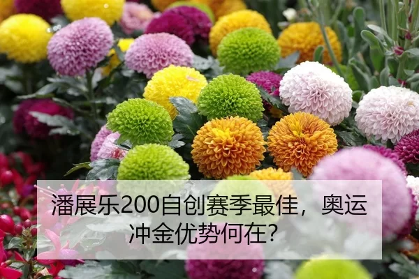 潘展乐200自创赛季最佳，奥运冲金优势何在？